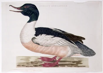 Vanlig marganser