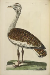 The Male Bustard, illustration från 