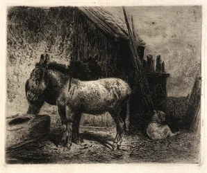 (Åsnor och får)