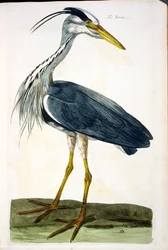 The Heron (Ardea cinerea) tallrik från 
