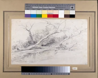 Ett fallen träd som ligger vid en pool, ca 1630 (svarta och röda krita med tvätt på papper)