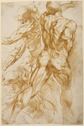 Anatomiska studier