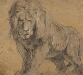 Lejon, ca 1612-13 (svart krita på papper)