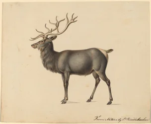 Europeisk älg