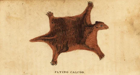 Filippinsk flygande lemur, Cynocephalus volans., 1800 (gravyr)