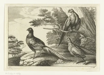 Tre fasaner Diversarum avium arter (serietitel) Olika fåglar (serietitel)