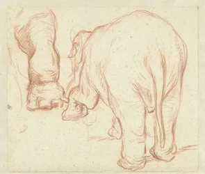 Stående elefant, bakifrån och ett ben