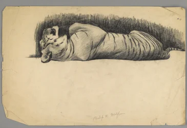 Sovande tiger (kol på papper)