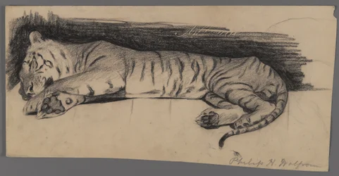 Sovande tiger (kol på papper)