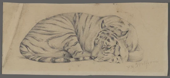Sovande tiger (grafit på papper)