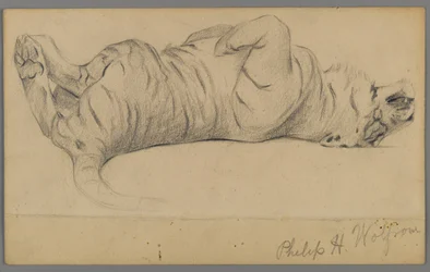 Sovande tiger (grafit på papper)