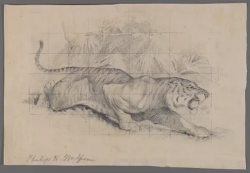 Tiger i landskap (grafit på papper)
