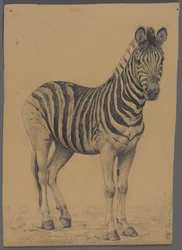 Zebra (grafit på papper)