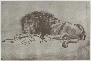 Rembrandt, ett lejon