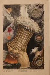 Plåt II, studie för 