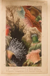 Plansch VI, studie till «Actinologia Britannica: en historia om brittiska havsanemoner och koraller», ca 1858-60