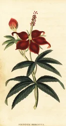 Turkcap, Malvaviscus arboreus., 1800 (gravyr)