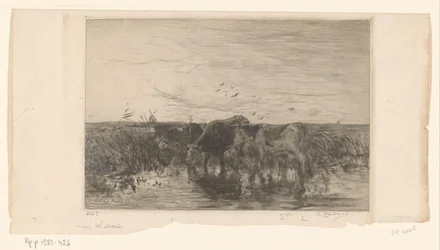 Kor nära vatten på en äng Vaches au bord de l