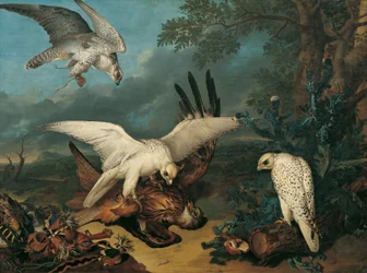 En röd drake besegrad av isländska falkar