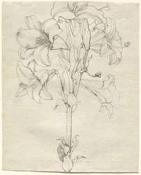 En stjälk av liljor med sex blommor