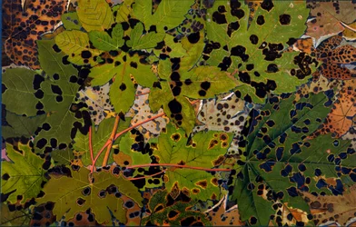 Acer pseudoplatanus: sykomorlönn angripen av den svarta svampen Rhytisma acerinum, 1907-09