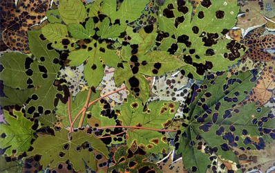 Autumn Leaves, av Philippe Robert, Robert Ried upplagor