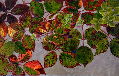 Rubus Fruticosus attackerad av rosensvamp Phragmidium Violaceum, 1907-09 (fotogravyr)