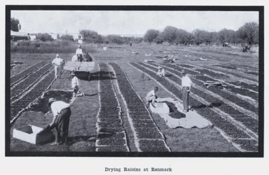 Torka russin på Renmark (s/v foto)