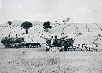 Harvesting, New South Wales, c.1900, från `Under the Southern Cross - Glimpses of Australia