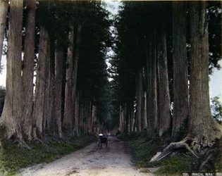 Rickshaw på en trädkantad väg vid Nikko, ca 1900 (färgad bild)