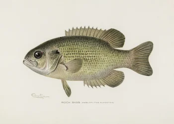 Klippabborre (Ambloplites rupestris) Av Sherman F. Denton (1856–1937)