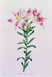 Alstroemeria Peregrina (färgad gravyr)