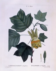 Amerikansk tulpanträd (Liriodendron tulipifera), Henry Louis Duhamel du Monceau, botanisk platta av Pierre Joseph Redouté