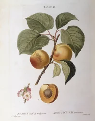 Aprikos (Armeniaca vulgaris eller Prunus armeniaca), Henry Louis Duhamel du Monceau, botanisk tallrik av Pierre Joseph Redouté