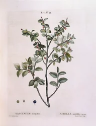 Blåbär (Vaccinium myrtillus), Henry Louis Duhamel du Monceau, botanisk tallrik av Pierre Joseph Redouté