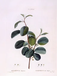 Havtorn (Rhamnus alpinus), Henry Louis Duhamel du Monceau, botanisk platta av Peter Joseph Redouté