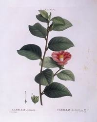 Camellia (Camellia japonica), Henry Louis Duhamel du Monceau, botanisk platta av Pierre Joseph Redouté