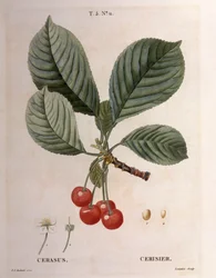 Cherry (Cerasus), Henry Louis Duhamel du Monceau, botanisk tallrik av Pierre Joseph Redouté