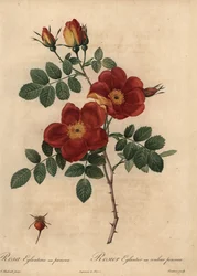 Kopparros, Rosa eglanteria