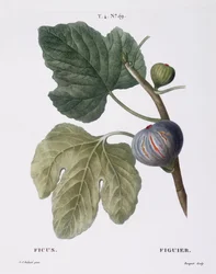 Fikon (Ficus), Henry Louis Duhamel du Monceau, botanisk platta av Pierre Joseph Redouté