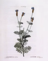Fransk lavendel (Lavandula stoechas), Henry Louis Duhamel du Monceau, botanisk tallrik av Pierre Joseph Redouté