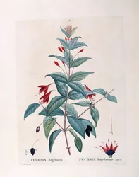 Fuchsia (Fuchsia magellanica), Henry Louis Duhamel du Monceau, botanisk platta av Pierre Joseph Redouté