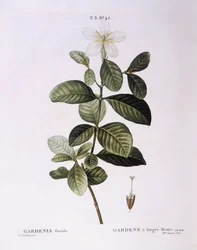 Gardenia (Gardenia florida), Henry Louis Duhamel du Monceau, botanisk tallrik av Pierre Joseph Redouté