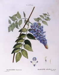 Wisteria (Glycine frutescens), Henry Louis Duhamel du Monceau, botanisk platta av Pierre Joseph Redouté