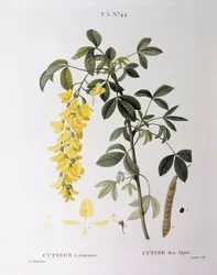 Golden Chain (Cytisus laburnum), Henry Louis Duhamel du Monceau, botanisk platta av Pierre Joseph Redouté
