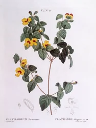 Stilig platt ärta (Platylobium formosum), Henry Louis Duhamel du Monceau, botanisk platta av Pierre Joseph Redouté