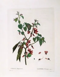 Judasträd (Cercis siliquastrum), Henry Louis Duhamel du Monceau, botanisk platta av Pierre Joseph Redouté