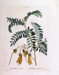 Kowhai (Sophora tetraptera eller Edwardsia grandiflora), Henry Louis Duhamel du Monceau, botanisk platta av Pierre Joseph Redouté