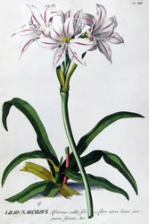 Lily, Narcissus Lily