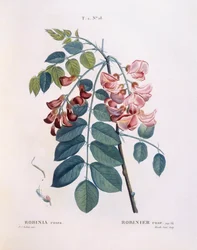 Locust (Robinia rosea), Henry Louis Duhamel du Monceau, botanisk tallrik av Pierre Joseph Redouté